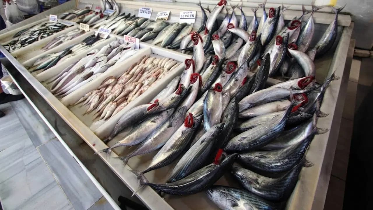 Trabzon tezgâhlarında palamut bereketi: Balıklar 1 kiloya ulaştı