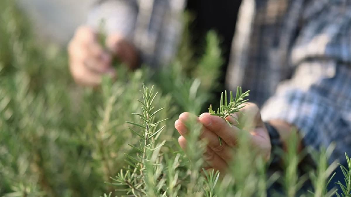 Türklerin yüzüne bakmadığı bu baharat şifa deposu çıktı